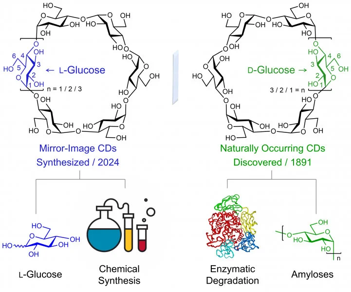 Figure 1. Syntheses of Mirror-Image Cyclodextrins from Commercially Available L-Glucose. Image adapted from Wu et al., 2024, Nature Synthesis.