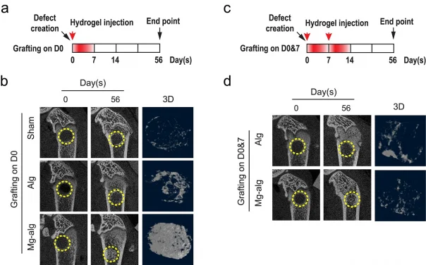 HKUMed identifies a new mechanism to promote bone health by stimulating immune system through the influx of magnesium ions