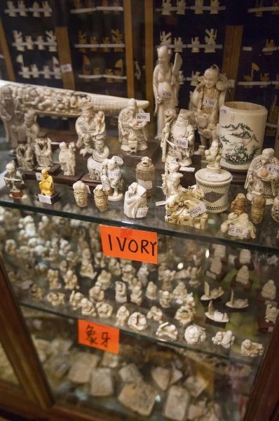 Processed elephant ivory on sale in a shop in Hong Kong, considered to be the global epicenter of wildlife trade (Photo Credit: Alex Hofford/WildAid)