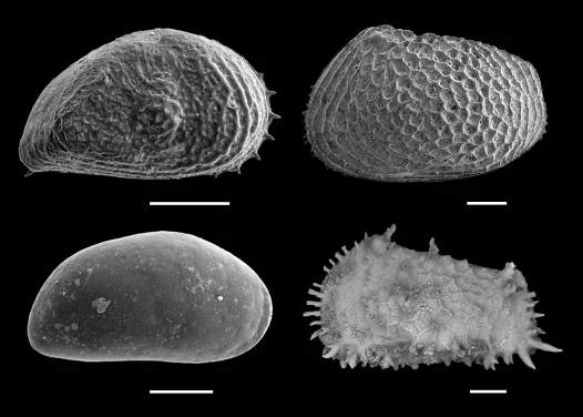 Understanding polar species’ behaviour to reduce risk of extinction: 
HKU Scientists discovered the southward migration of Arctic Ocean species During the Last Glacial Period for the first time