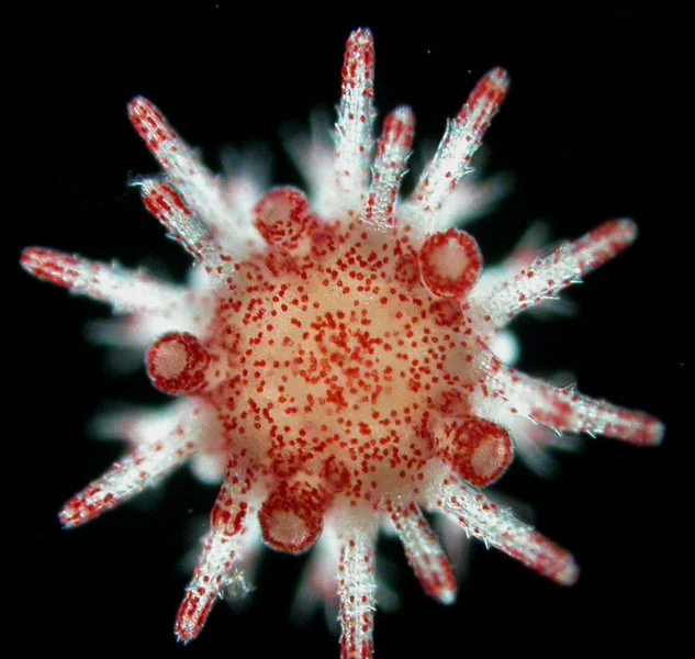 Heliocidaris juvenile under microscope. The ability of urchin parents to pass on benefits to their offspring after exposure to heatwaves is key to helping prepare and protect the next generation. (Photo credit: Dr Maria Byrne)  