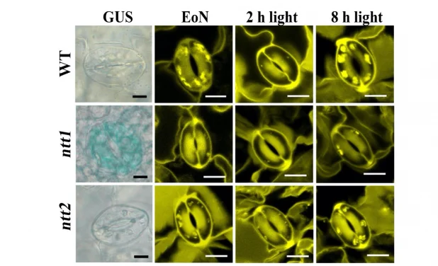 An HKU biologist-led team of international plant scientists reveals 
how guard cell chloroplasts obtain energy