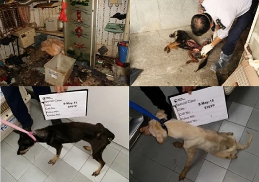 New study on animal cruelty in Hong Kong by HKU Law Faculty and the SPCA (HK) finds mongrel dogs are the most common victims of animal cruelty
