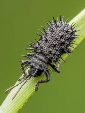 HKU Ecologists Link Arthropod Declines and Ecosystem Function Loss
in Tropical Rainforests to Intensifying El Niño Events