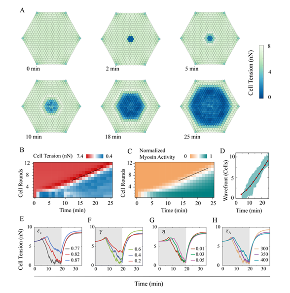 Figure 2. Propagation of a plastic contraction wave within the tissue. (A) Evolution of the average junction tension in each cell. During simulations, the central two-round of cells (i.e., 7 cells at the center) are illuminated and thus activated at t=0 . (B, C) Quantitative heatmaps of junction tension (B) and myosin activity (C) during the propagation of the plastic contraction wave shown in (A). The solid black line indicates that such a wave propagates at a speed of ~1 round of cells per 2 minutes. (D) Simulated (red points) and experimentally observed (green belts) locations of the plastic wavefront, where the normalised myosin activity becomes higher than 0.2 . (E-H) Propagation of the plastic contraction wave is affected by different physical parameters, including the critical activation strain (E), contraction amplitude (F), viscoelasticity ((G), unit: N∙s∙m-1 ), and reaction time ((H), unit: s ).   