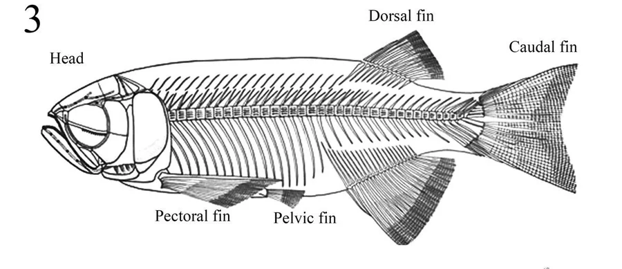 Figure 3: Reconstruction of the skeleton of Paralycoptera (Image courtesy of Prof. Chang Mee-Mann, IVPP).