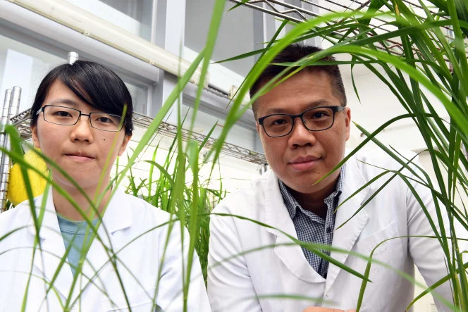 HKU and Kyoto U reveal a new strategy
to enhance the efficiency of cereal straw for biofuel production