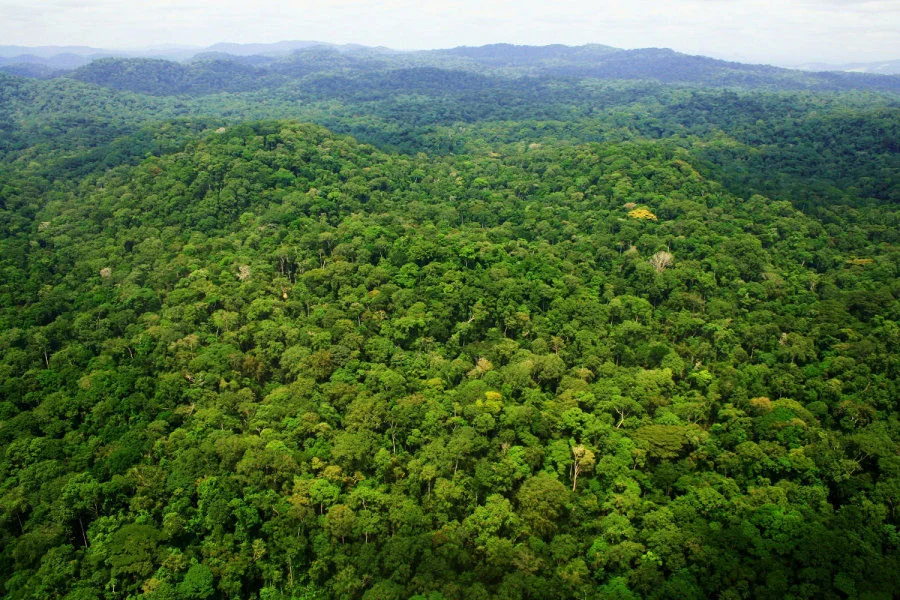 Above Ivindo National Park, central Gabon; photo courtesy: Kath Jeffery