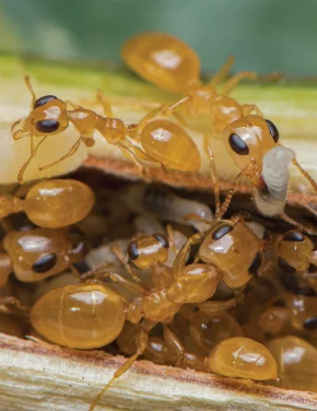 HKU initiates Global Ant Census
At least twenty quadrillion ants dominate the global ecosystems