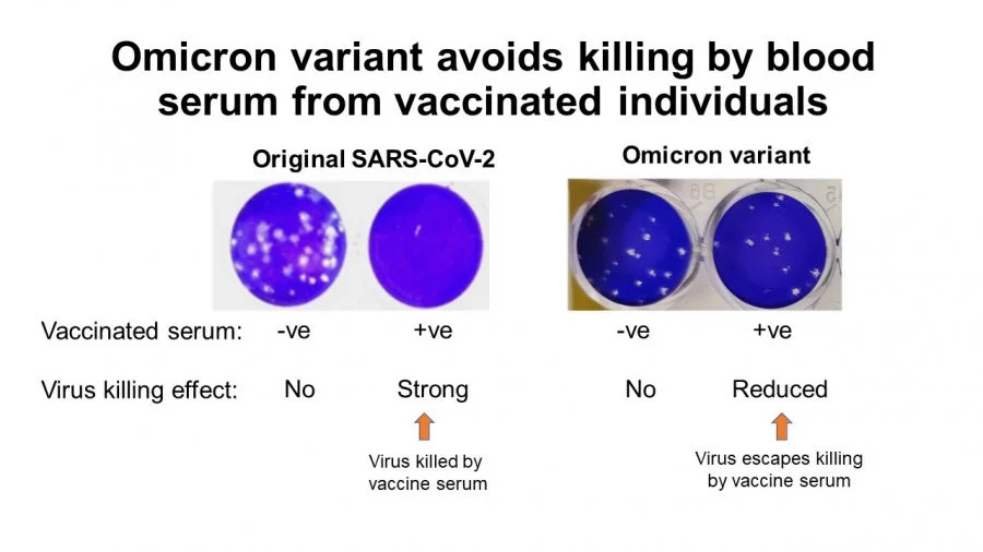 Cells infected were infected with each virus alone or virus mixed with blood serum from vaccinated persons. The cells stain blue but when the cells are killed by virus you see a hole (white) in the cell sheet. In the figure you see that the original 2020 SARS-CoV-2 is completely killed by the blood of vaccinated people but the Omicron virus killing is much reduced.  