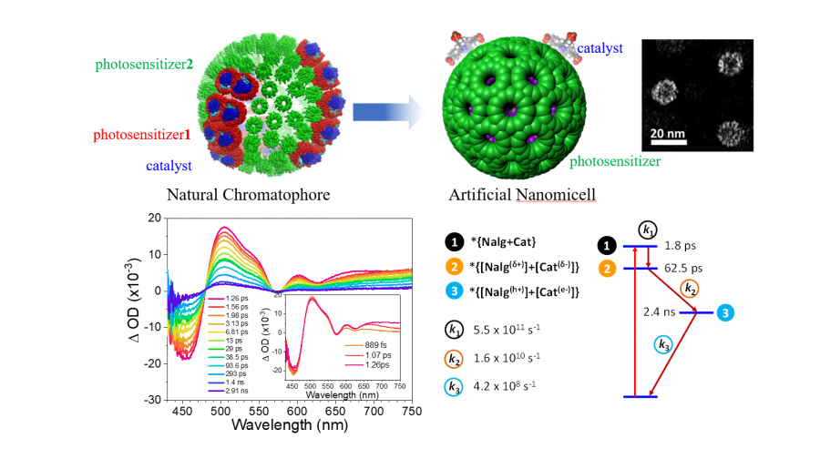 Structure of the artificial spherical chromatophore nanomicelles system and its mechanism study. Image adapted from Nature Catalysis, 2023, doi:10.1038/s41929-023-00962-z