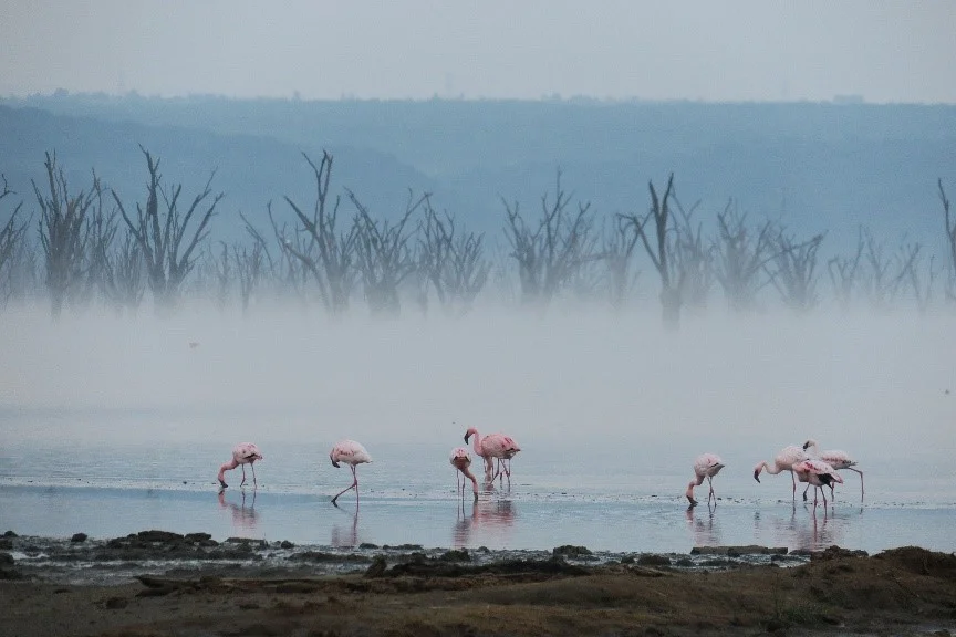 Lake Nakuru by Sherry Tse