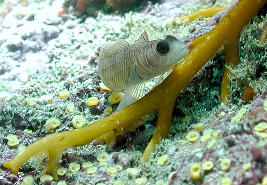 Common triplefin, Forsterygion lapillum, from New Zealand. (Photo credit: Sean D. Connell)  