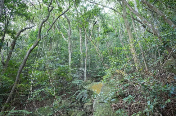 HKU Ecologists study the buffering effects of forests on climate change impacts on insect communities, revealing the importance of forest regeneration