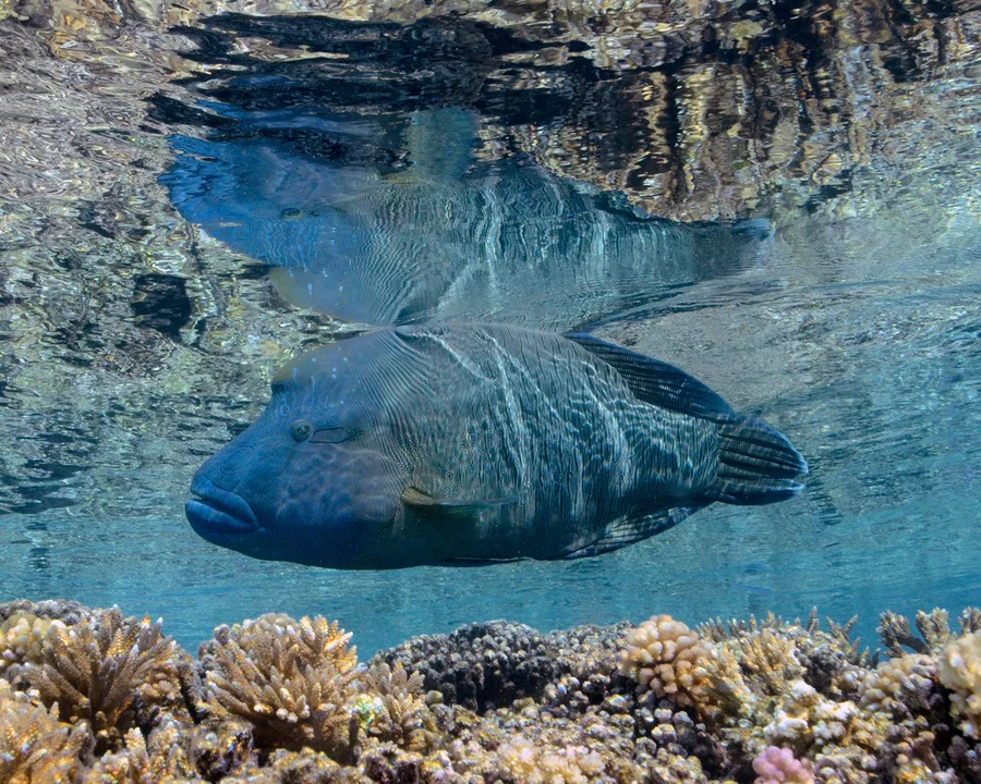 1. Adult male Humphead wrasse looking for food in a shallow Pacific reef ; this 120 cm individual is probably about 30 years old