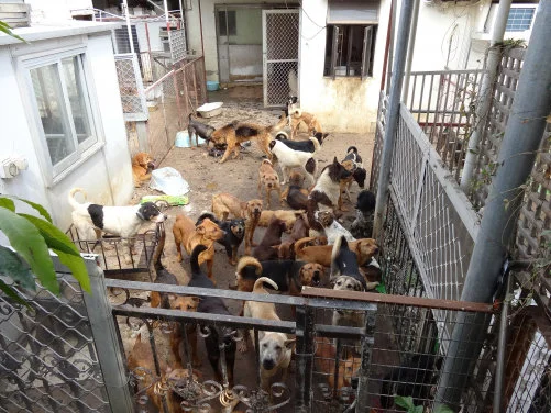 New study on animal cruelty in Hong Kong by HKU Law Faculty and the SPCA (HK) finds mongrel dogs are the most common victims of animal cruelty