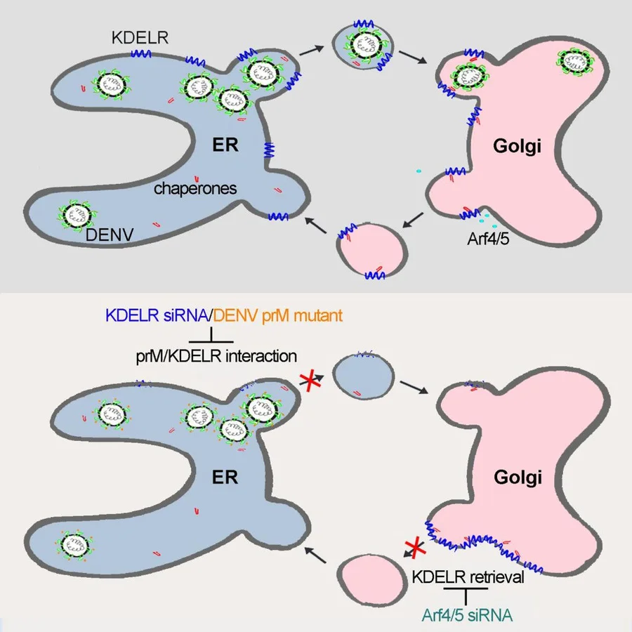 The upper cartoon shows how Dengue viruses (DENV) interact with KDEL receptors (KDELR), which cycle between the endoplasmic reticulum (ER) and Golgi apparatus.  KDELR interact with the newly formed DENV progeny virions in the ER for vesicular transport to the Golgi apparatus.  The lower cartoon shows that disruption of KDELR’s interaction with dengue structural protein prM either by depletion of KDELR by siRNA, or by mutagenesis inhibits DENV transport from the ER to Golgi and reduces DENV egress.  Moreover, siRNA depletion of class II Arfs, which leads to accumulation of KDELR in the Golgi, phenocopies results obtained with mutagenized prM and KDELR knockdown.  Thus, KDELR are key factors in the life cycle of dengue virus and their identification provides a potential new target for anti-virus design.