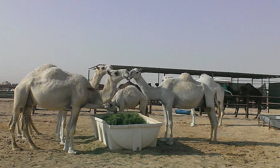 A research team of School of Public Health, Li Ka Shing Faculty of Medicine, HKU, in collaboration with international research teams from Egypt and USA, has found Middle East respiratory syndrome coronavirus (MERS-CoV) in dromedary camels in Egypt is almost identical to those found in human cases, which means dromedary camels can be a potential source of human infection.