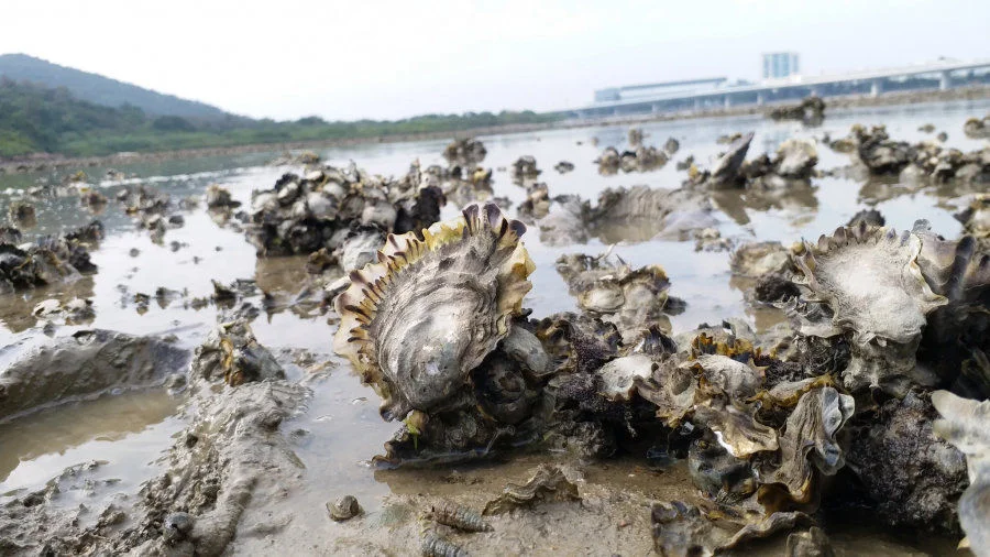 Seven square meters of a Hong Kong oyster reef can filter up to one Olympic swimming pool of water in a single day ©Marine Thomas/Courtesy TNC  