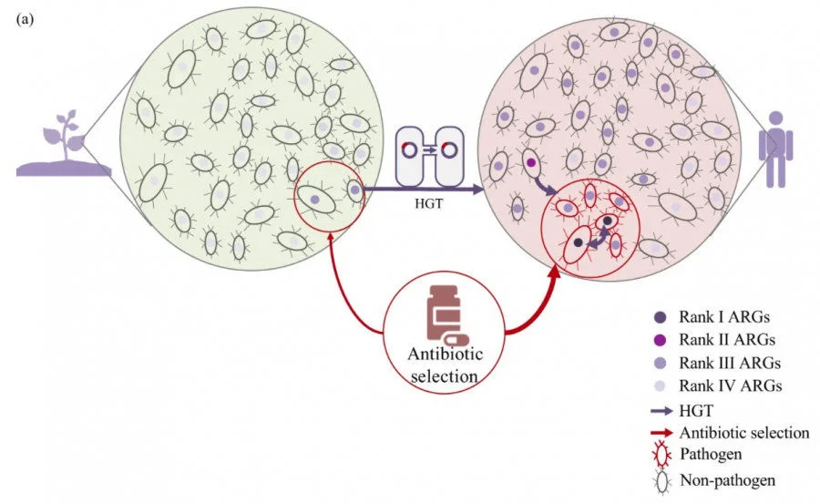 A conceptual model to demonstrate the evolution and emergence of ARGs accelerated by selective pressure of antibiotics