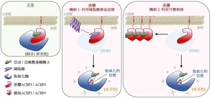 圖3：ACBP3及ACBP4調控高鹽環境下脂氧化物信號形成的示意圖。 在正常條件下，原體ACBP3/ACBP4與亞油/亞麻酰基輔酶Ａ及脂氧化酶結合，使其失去活性（左圖）。在高鹽逆境下，複合體在雙重機制調控下解離。其一，酰基輔酶Ａ在磷脂酸信號的競爭下與ACBP3/ACBP4解離（中圖）。其二，mRNA前體通過可變剪接，產生不能與脂氧化酶結合的截短ACBP3/ACBP4變體（右圖）。因此，被激活後的脂氧化酶產生脂氧化物信號，誘發適應性反應。