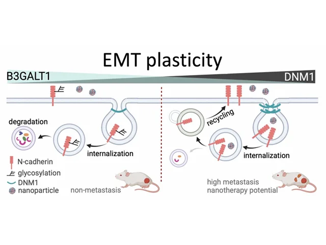 HKU Biologists Identify the protein DNM1 as a Key Regulator in Ovarian Cancer Metastasis