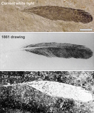 HKU imaging technology shows first discovered fossil feather 
did not belong to iconic bird Archaeopteryx