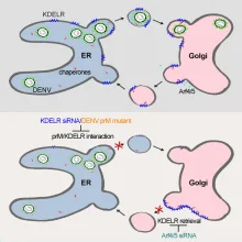 HKU study identifies host factors that function as intracellular receptors to assist Dengue Virus egress