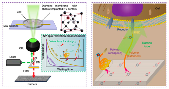 HKU Engineering researchers achieve breakthrough in cellular force imaging using diamond-based quantum sensing microscope