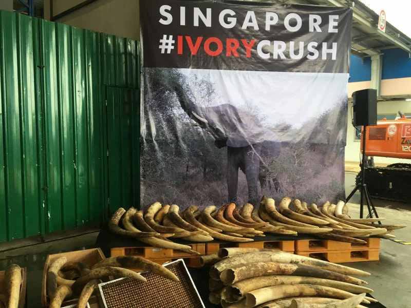 Elephant tusks seized by the National Parks Board of Singapore, Singapore Customs, and the Immigration & Checkpoints Authority of Singapore. (Photo Credit: Marcus CHUA)  