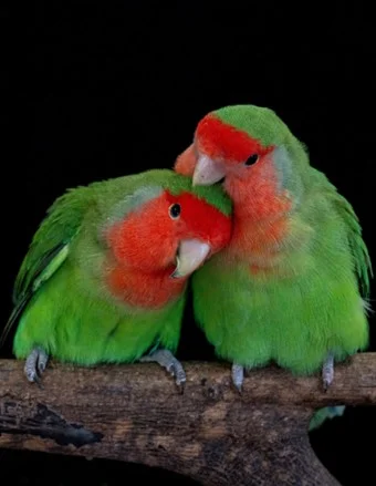 Rosy-faced lovebirds are common and colourful household pets. Parrots such as these utilise unique yellow and red pigments to become colourful, and this variation is regulated by a single enzyme originally used as a detox mechanism. Photo Credit: Pedro Miguel Araújo.  