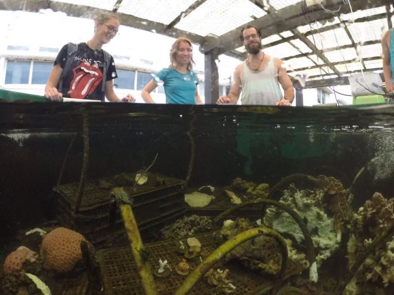 File: Coral Farm.jpg Credit: Dr. Jane Wong Caption: Dr. Inga Conti-Jerpe, along with other lab members, overlooks corals recovering from bleaching in the coral farm at the Swire Institute of Marine Science, The University of Hong Kong.