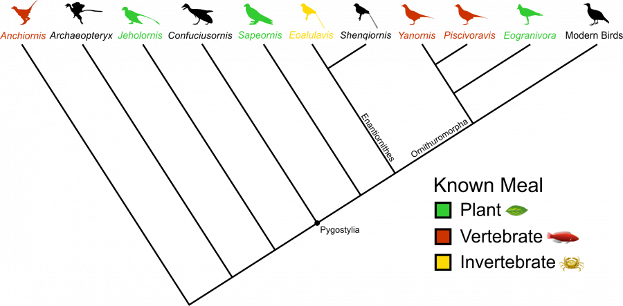Figure 1. Simplified family tree of birds. All seven fossil birds with meals fossilised in their stomachs are colour coded. The other 150+ named species of Mesozoic birds do not preserve any meals. Image credit: Case Vincent Miller & Michael Pittman, silhouettes from phylopic.org.  
