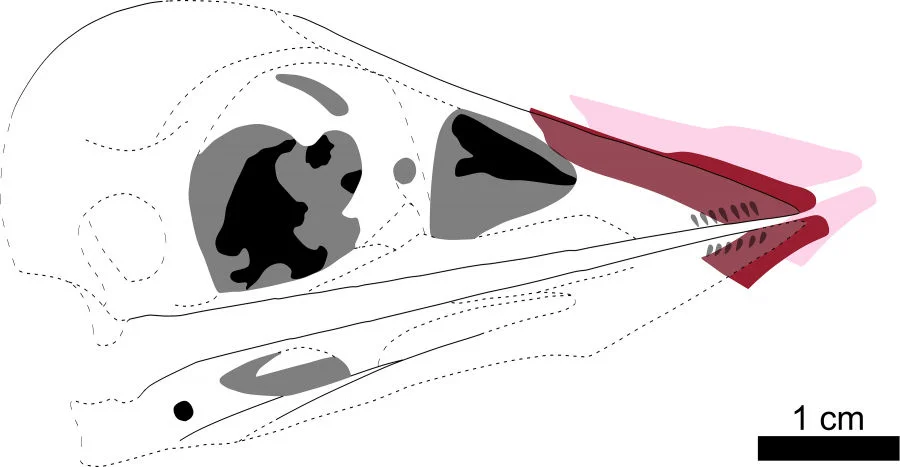Figure 3. Reconstruction of the rhampotheca (‘soft beak’) of Confuciusornis from Figure 2. Dotted lines and grey areas are missing or unclear details in the fossil. The pink shape is the current position of the rhamphotheca, the red shape is its original position in life. Image credit: Case Vincent Miller & Michael Pittman.  