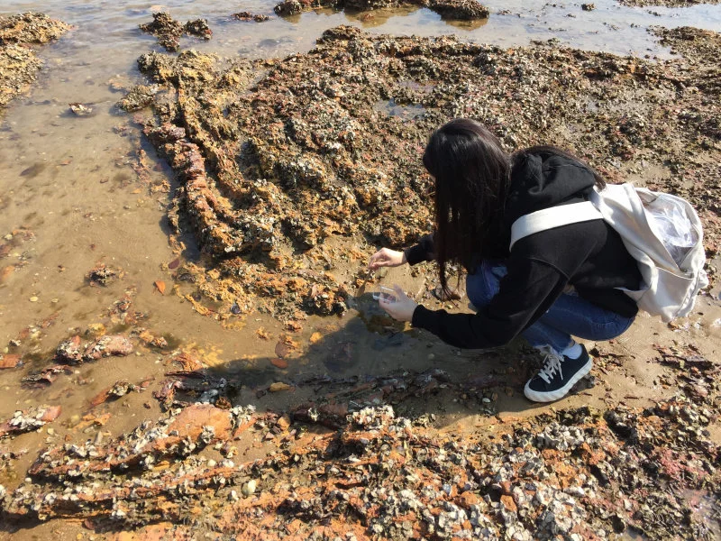 Dr Yuanyuan Hong was collecting sediment sample for laboratory analysis. (Photo credit: Yuanyuan Hong)  