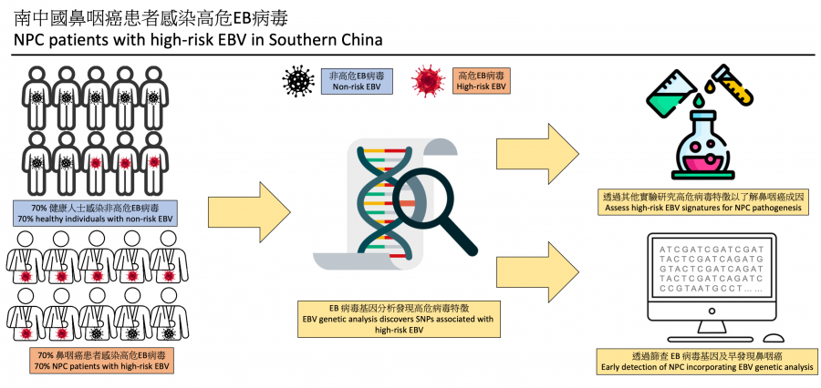 HKUMed research finds that 70% nasopharyngeal cancer patients in Southern China harbor high-risk EBV.  