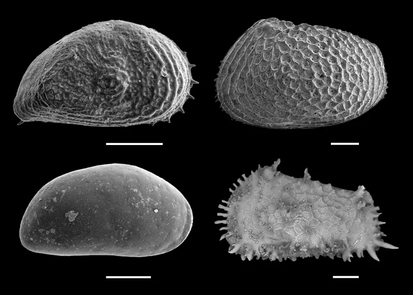 An image of Arctic ostracods produced by Scanning electron microscope (SEM) Image credit: Dr He WANG.    