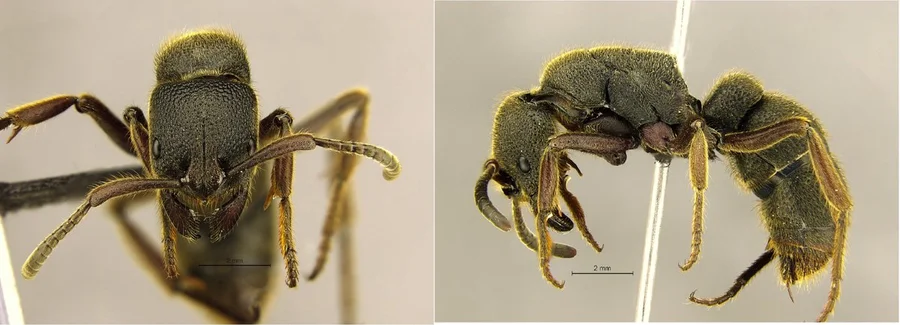 The “giant” Pseudoneoponera rufipes (the foamy ant) is 20 mm long. (Photo courtesy: HKU Insect Biodiversity and Biogeography Laboratory)