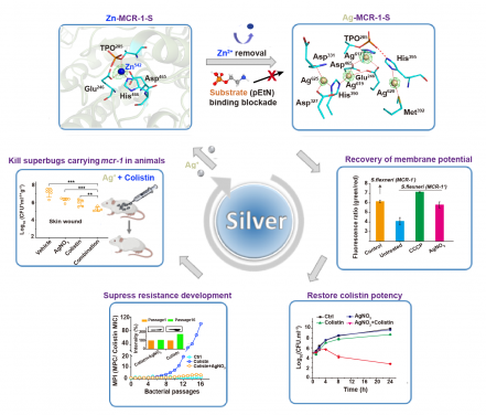 New Uses of Old Drugs: Silver Nitrate with More Than 2,000 Years Antimicrobial History Can Re-sensitise the Last-line Antimicrobial Colistin in Combination Therapy against Superbugs