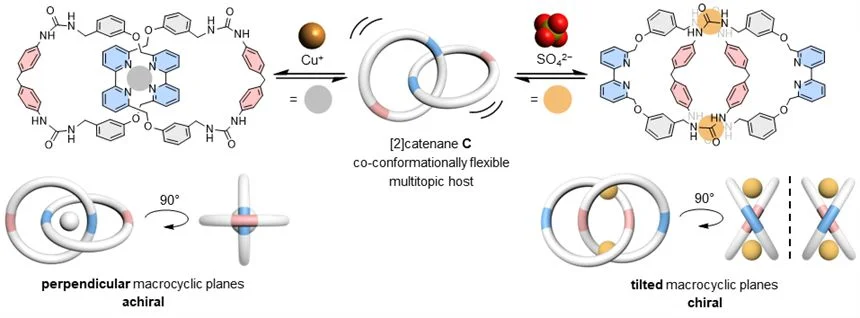 Figure 2. The “180°-turn” of the interlocked macrocycles allows the catenane host to switch binding modes to accommodate copper(I) or sulfate ion guests selectively. Image adapted from Nature Communications.  