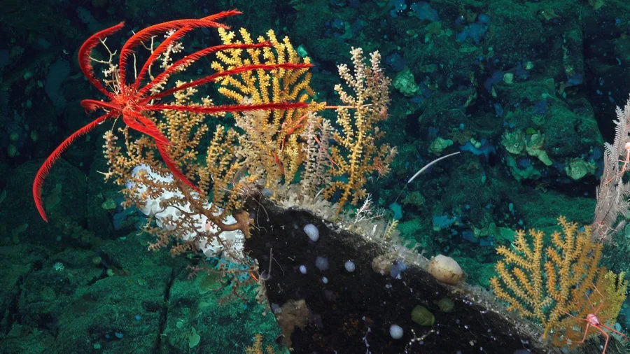 Figure 1. Diverse marine life (crinoid, octocorals and sponges) on a seamount off the Pacific coast of Costa Rica. Photo credit: Schmidt Ocean Institute, FK190106, Erik Cordes Chief Scientist  