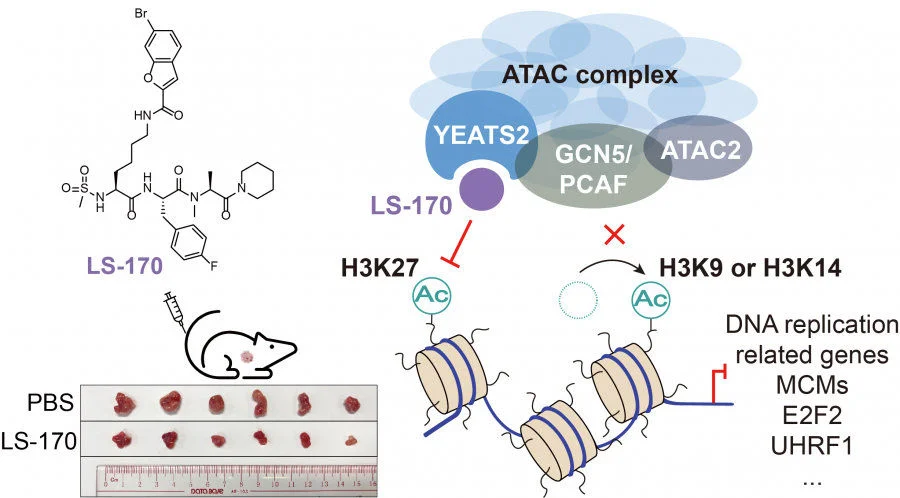 Figure 1. Tumour suppression in vivo — In animal models, LS-170 treatment significantly reduced tumour volume, demonstrating its strong anti-cancer potential. (Image adapted from the relevant journal.)