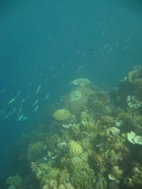 Ocean acidification study offers warnings for marine habitats
Calcifying mussel beds and coral reefs particularly vulnerable