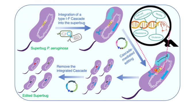 HKU scientists harness the naturally abundant CRISPR-Cas system to edit superbugs with the hope of treating infections caused by drug resistant pathogens