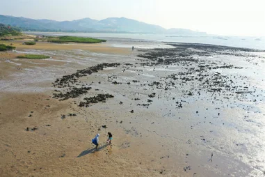 Global assessment by HKU Marine Scientists found that
Oyster reef restoration rapidly increases marine biodiversity
but increased restoration effort is needed to eliminate historical damage