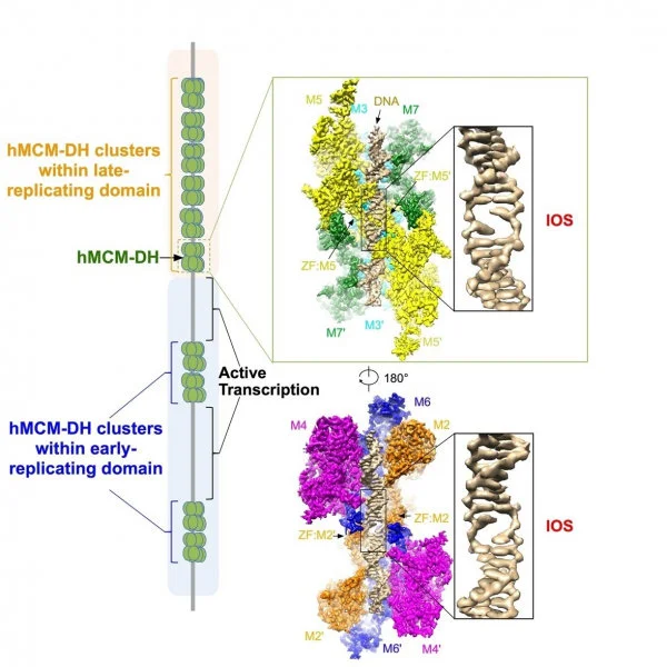 Image 1. An initial open structure (IOS) is formed upon binding of human MCM double hexamer (hMCM-DH) to origin DNA. Image modified from original illustration of Li et al, 2023 Cell 186, 1-14.  