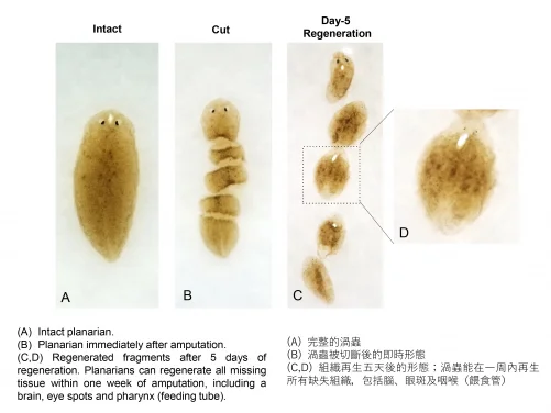 HKUMed identifies Collagen IV differentially regulates 
planarian stem cell potency and lineage progression: 
Striving towards tissue regeneration in humans