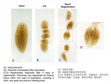 HKUMed identifies Collagen IV differentially regulates 
planarian stem cell potency and lineage progression: 
Striving towards tissue regeneration in humans