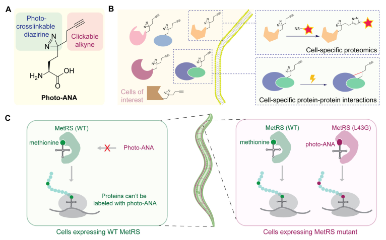 Cell-selective MACSPI analysis in C. elegans. (A) Chemical structure and functions of photo-ANA. (B) A chemical proteomics approach to profile cell type-specific proteome and interactome. (C) Spatial selectivity is achieved by controlling the expression of the MetRS mutant, which can label proteins with photo-ANA, using cell-specific promoters in transgenic animals. Adapted from Huang et al., 2024, PNAS.  