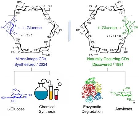 HKU Chemists Develop a Concise Approach to Access L-Cyclodextrins, Setting the Stage to Explore the Mirror-Image World of the Century-Old Naturally Occurring Cyclodextrins